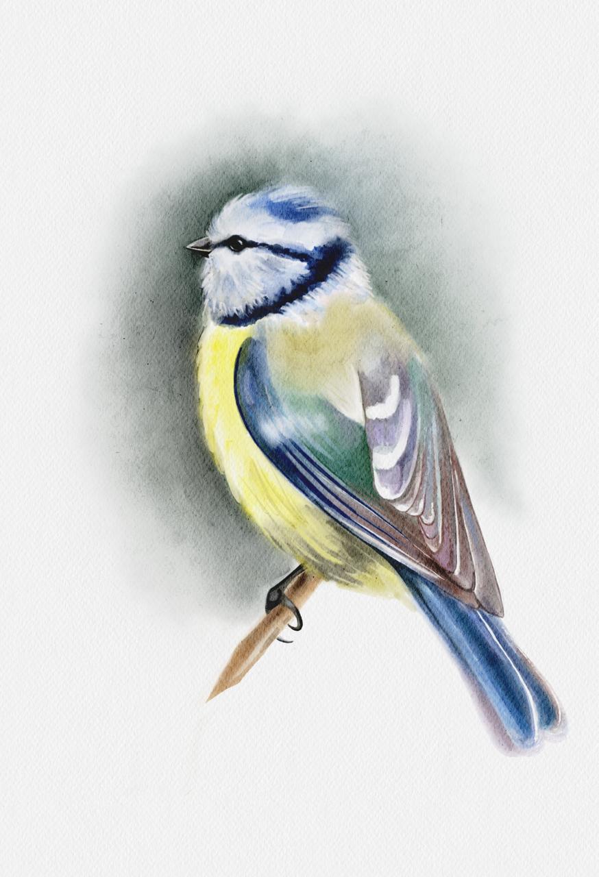 Blue Tit — watercolor illustration