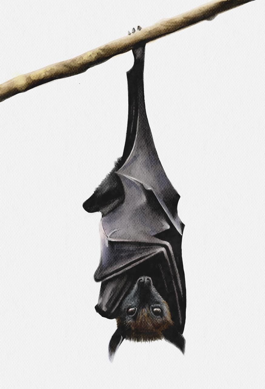 Flying Fox — watercolor illustration
