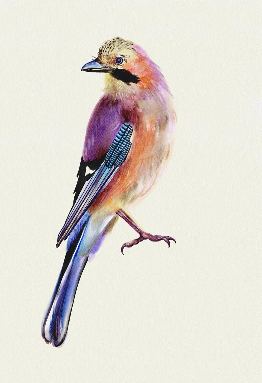 Jay — watercolor illustration