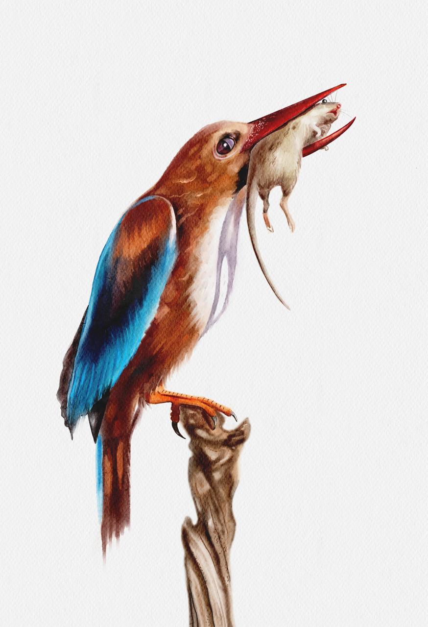 Kingfisher — watercolor illustration