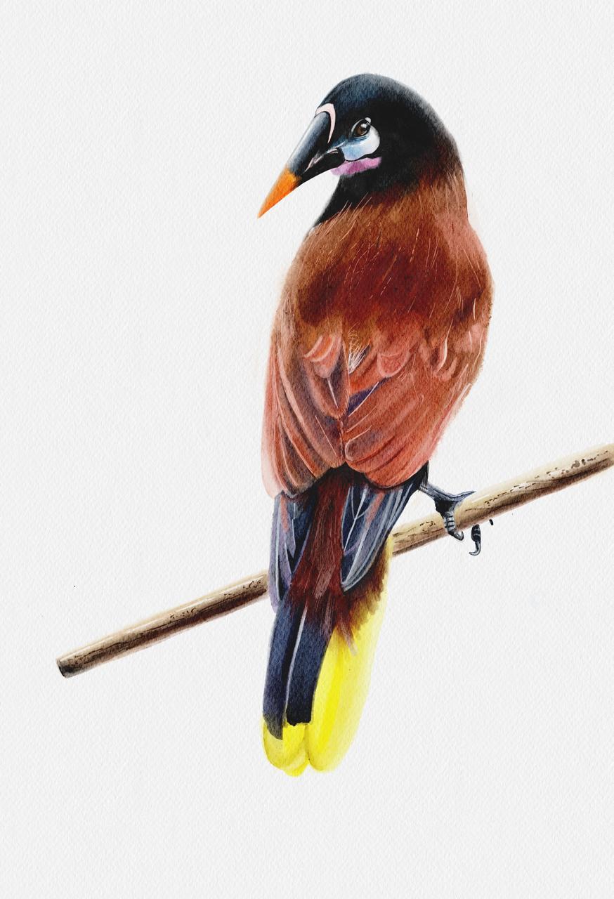 Oropendola — watercolor illustration