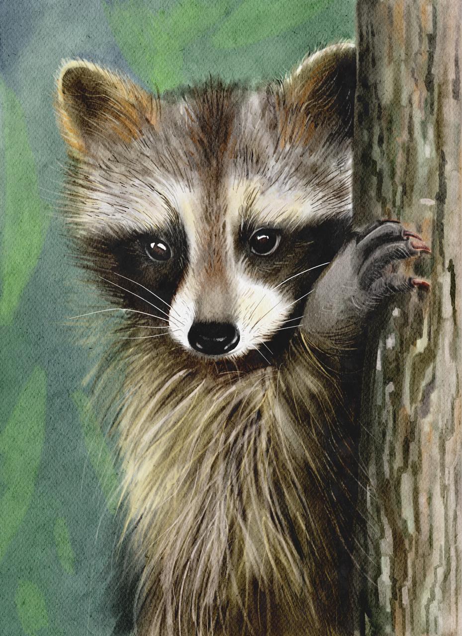 Raccoon — watercolor illustration