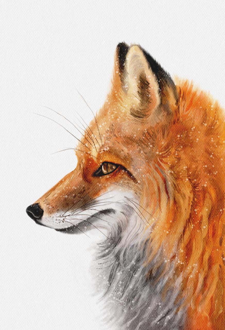 Red Fox — watercolor illustration